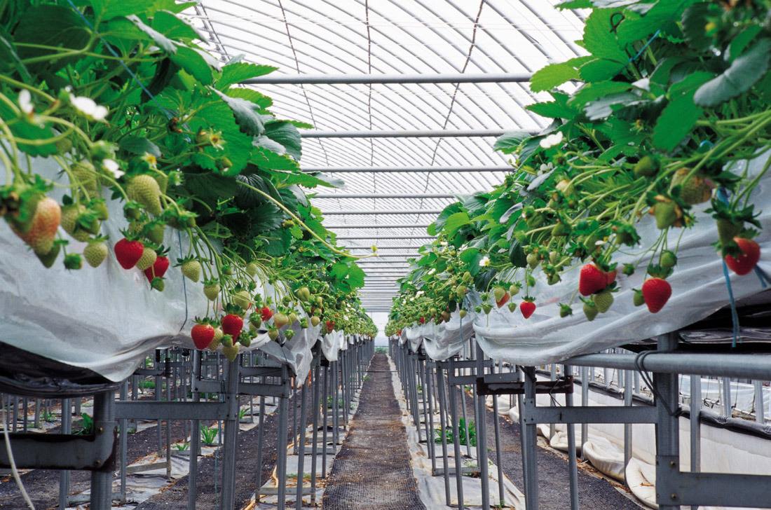 温室草莓种植农业物联网解决方案