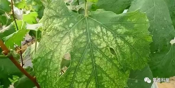农业种植如何区分肥害与药害