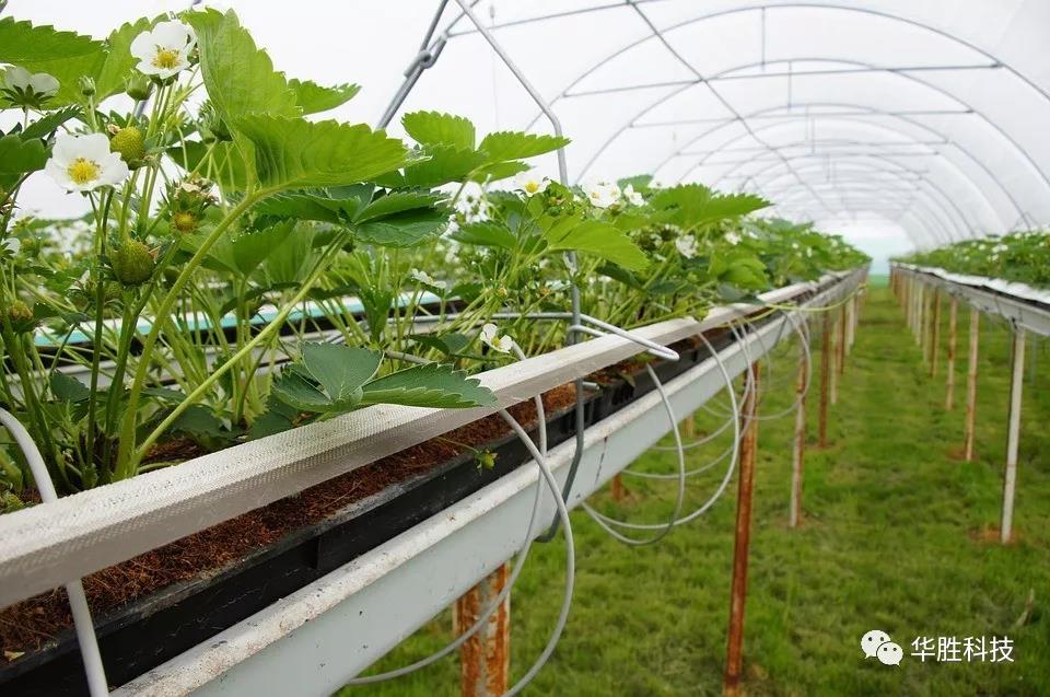 温室草莓底肥如何实施？