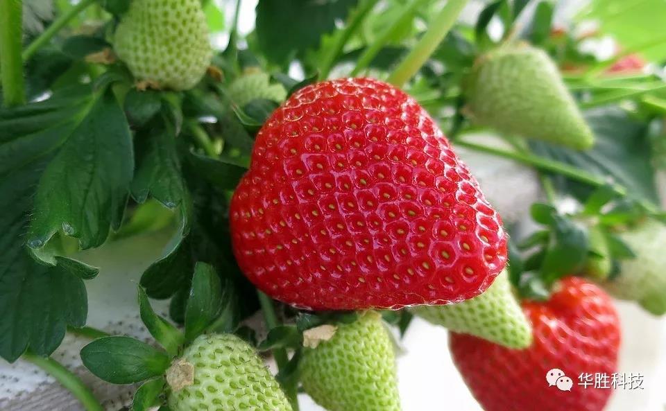 温室草莓底肥如何实施？