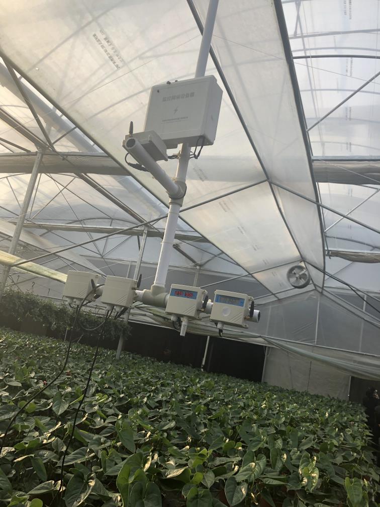 大王“东方花卉”实现物联网自动化控制|温室自动化设备