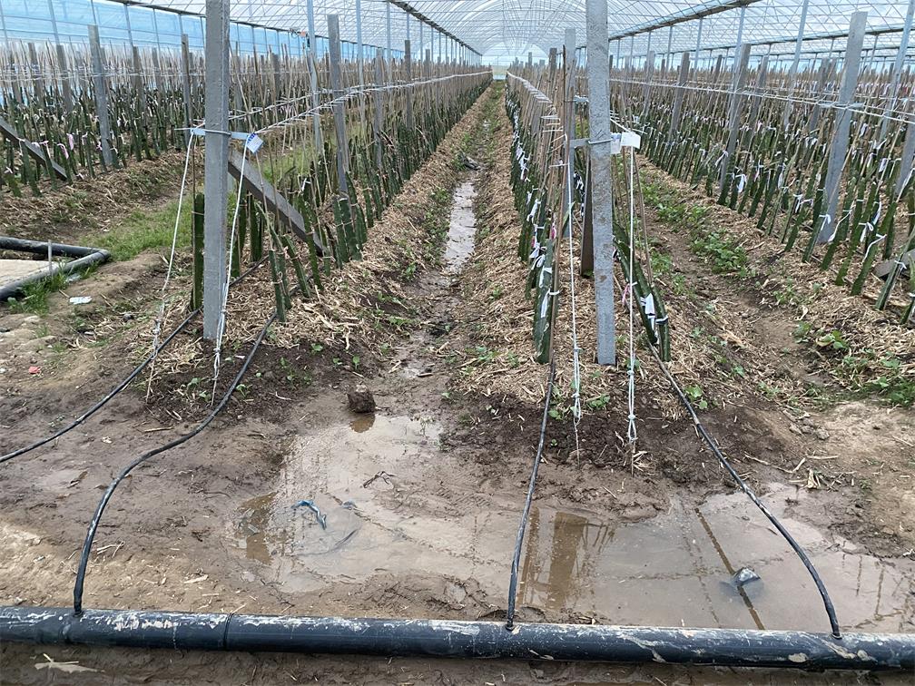 百亩火龙果实现水肥一体化节水灌溉