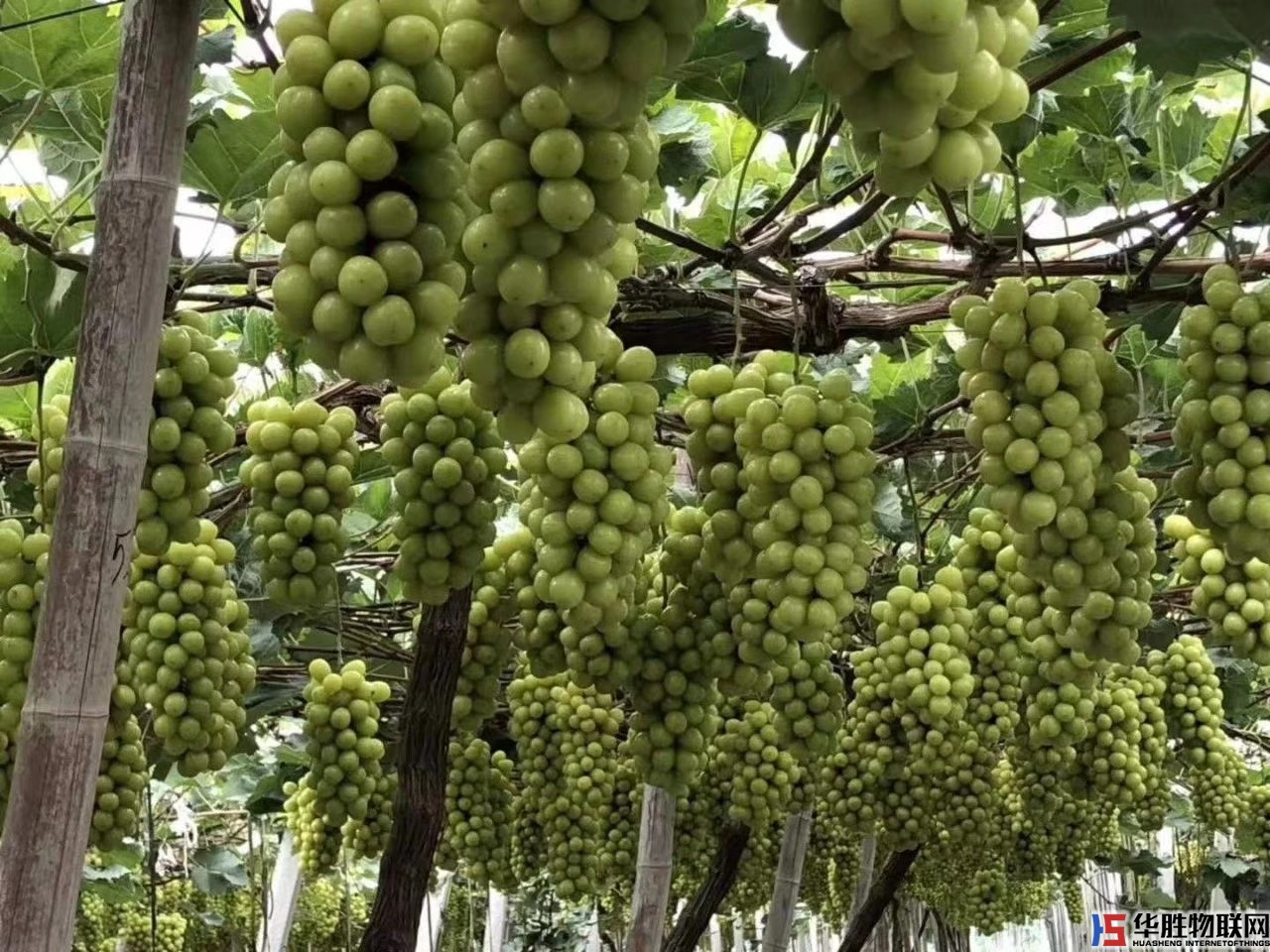 如何无土栽培蔬菜？哪些蔬菜适合无土栽培？无土蔬菜栽培技术要点