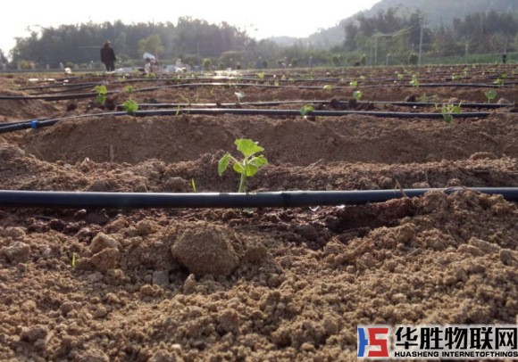 滴灌在生态农业节水灌溉中的重要性