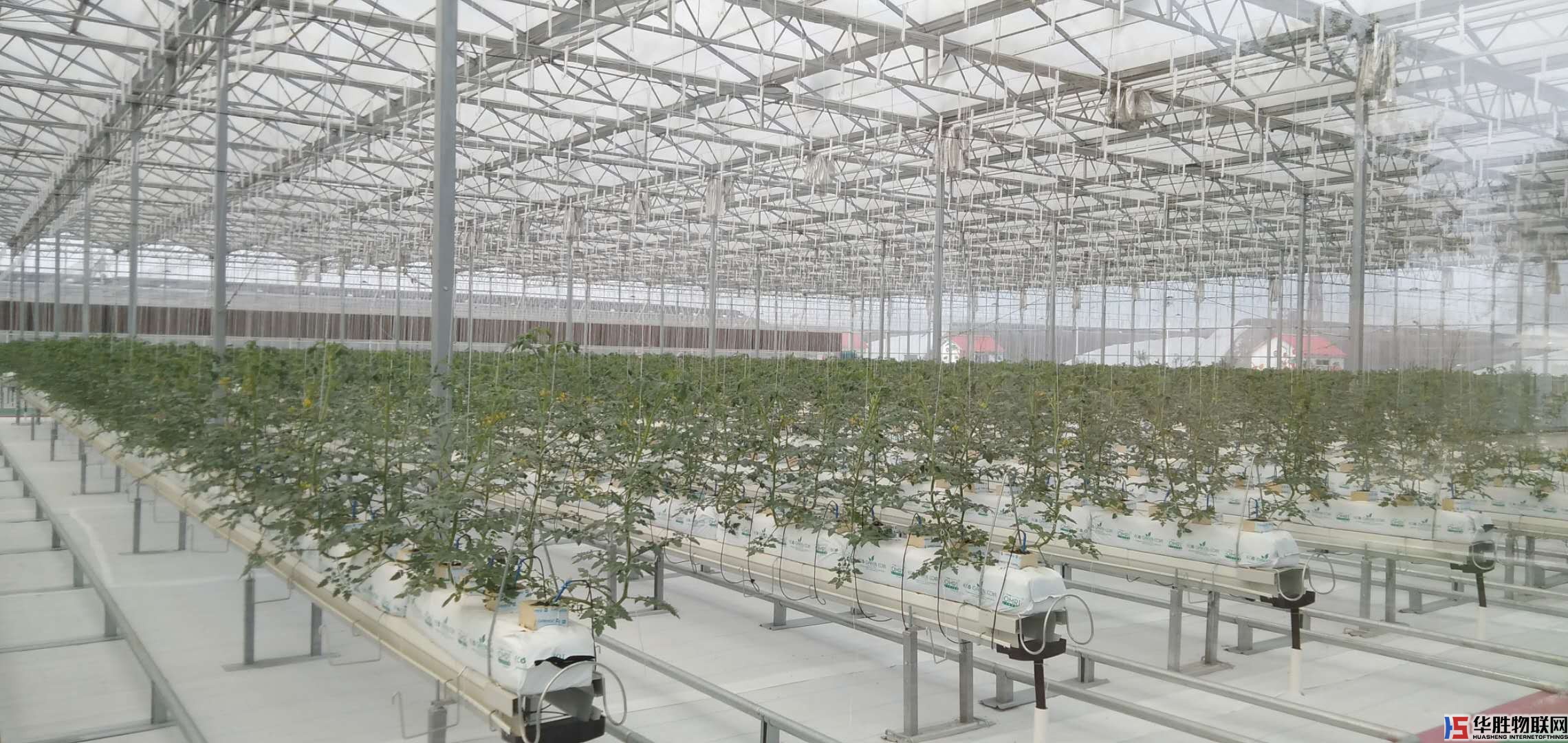 寿光番茄小镇农业物联网智能水肥一体化灌溉技术应用